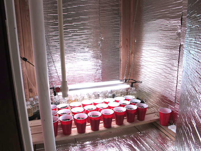 a view into a small box or room lined with silver reflective material, containing a grow light hung over small red solo cups with soil.